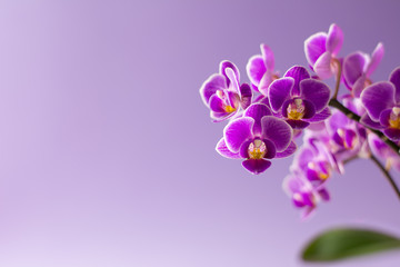 Fototapeta na wymiar Beautiful purple orchid flowers with one green leaf on light purple background - text space