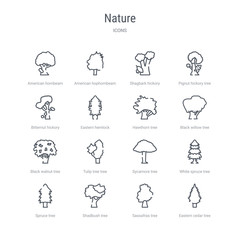 set of 16 nature concept vector line icons such as eastern cedar tree, sassafras tree, shadbush tree, spruce white spruce sycamore tulip black walnut 64x64 thin stroke icons