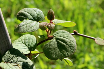 Kiwi or Kiwifruit or Chinese gooseberry woody vine plant with dark green to red leathery leaves and...