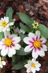 Obraz premium Petite white Zinnias with pink in the garden