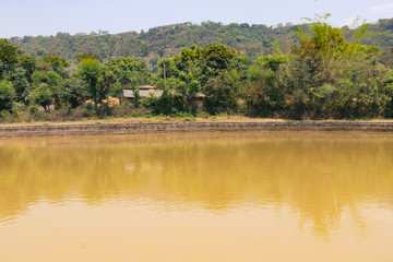 Yellow water in pond
