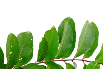 Obraz premium Tropical tree leaves with branches on white isolated background for green foliage backdrop