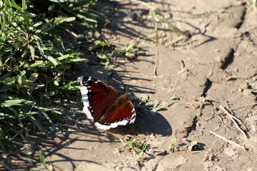 Mourning cloak or Nymphalis antiopa or Camberwell beauty large unique butterfly with dark brown wings and pale yellow edges surrounded with uncut grass and dry soil on warm sunny spring day