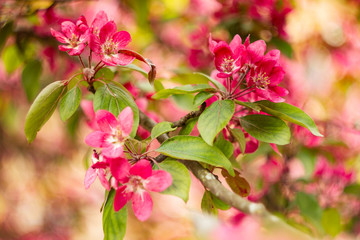 Apple tree in bloom,  bright pink flowers, bokeh.