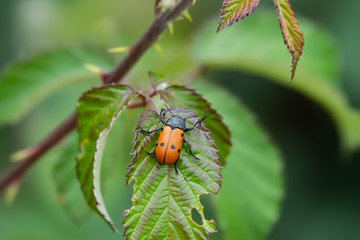 Orange and Black Leaf Beetle on Leaf in Springtime