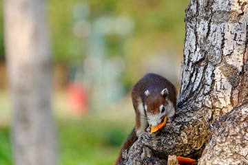 Brown Squirrel sitting on a tree trunk and eating a fruit with blur green nature background at the park and sunlight