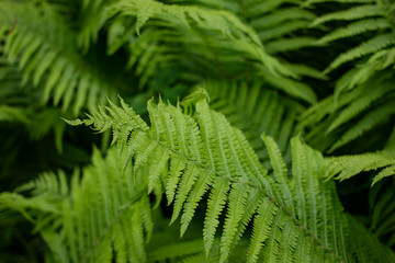 Beautiful fern leaves green foliage natural floral fern background. 