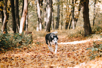 Siberian Husky runs in autumn park