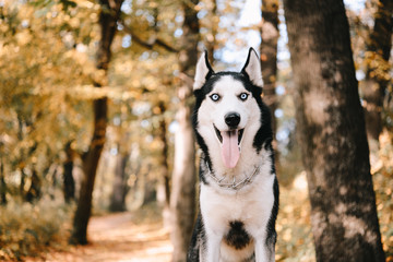 Siberian Husky stands in autumn park