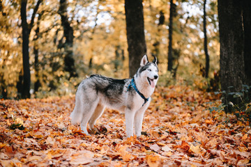 Obraz premium Husky dog in autumn park