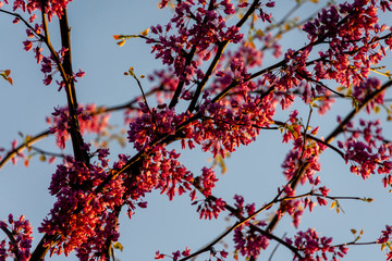 Purple flowers of Eastern Redbud or Eastern Redbud Cercis canadensis in tsun at sunset. Close-up. Selective focus. Concept of nature of North Caucasus for design.