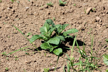 Potato plant with thick dark green leathery leaves growing in local garden surrounded with dry soil and grass on warm sunny spring day