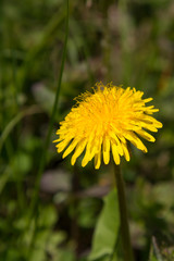 beautiful dandelion flower in the grass