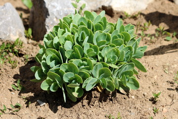 Sedum or Stonecrop hardy succulent ground cover perennial green plant with thick succulent leaves...
