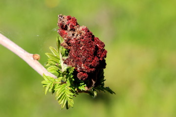 Staghorn sumac or Rhus typhina dioecious deciduous tree branch with fresh light green leaves and dark red partially dried dense cone shaped flowers planted in local garden on warm sunny spring day