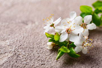 Fototapeta na wymiar Cherry blossom on beige background