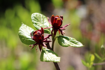 Sweetshrub or Calycanthus deciduous shrub flowering plant with two dark red open flowers surrounded with light green leaves in local garden on warm sunny spring day