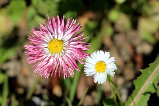 Two open blooming Common daisy or Bellis perennis or English daisy or Meadow daisy or Lawn daisy herbaceous perennial plants with white and pink flower with yellow center planted in local garden on wa