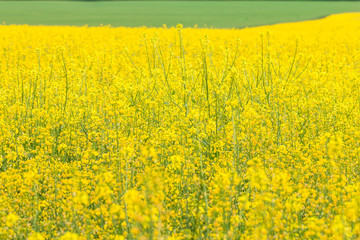 Rapeseed field, Brassica napus Yellow flowers in the afternoon.