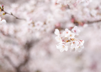 Obraz premium Cherry Blossoms Japan