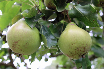 Two pears hanging on a tree