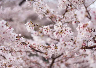 Cherry Blossoms Japan