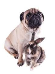 Obraz premium Dog pug and tricolor rabbit on white background