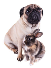 Dog pug and tricolor rabbit on white background
