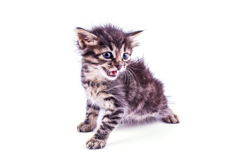 Gray striped kitten with blue eyes. Isolated white