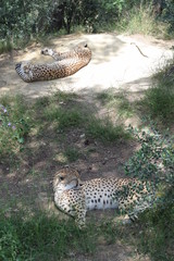 Fototapeta na wymiar Resting cheetahs in the afternoon. Safari Park France.