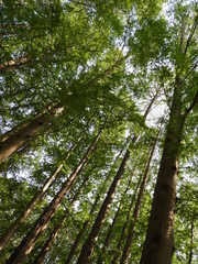 Fototapeta premium 樹木