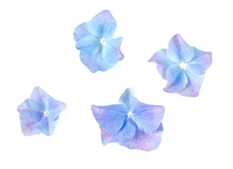 Schilderijen op glas blue hydrangea flower isolated on white © Diana Taliun