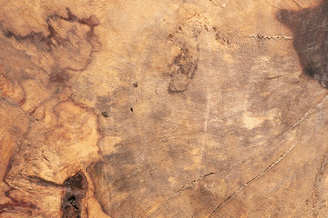 Texture background Wooden stump