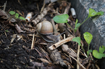 Snail crawling on the ground