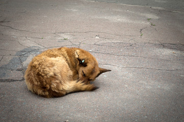 Fototapeta premium The dog sleeps on the road in the morning