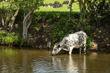 A cow leaves the herd basking in the sun to wade into the Leeds and Liverpool canal to cool off and quench her thirst
