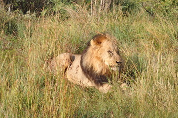 Lion