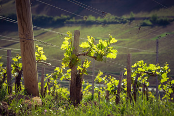 ceps dans la vigne © Eléonore H