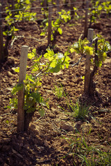 ceps dans la vigne