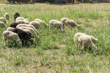 Sheep on pasture