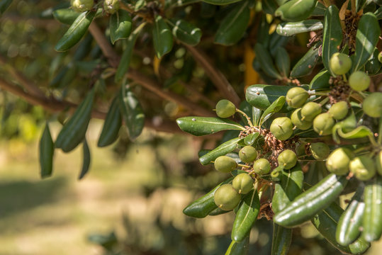Green olives