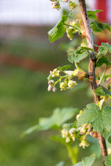 Flowering currant Bush with small flowers and green leaves in the garden in spring