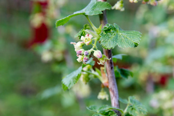 Flowering currant Bush with small flowers and green leaves in the garden in spring