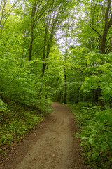Fototapeta na wymiar Path in spring green dense forest in rainy day.