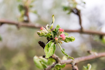 Apple blossoms and buds close up in spring