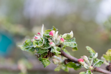 Apple blossoms and buds close up in spring