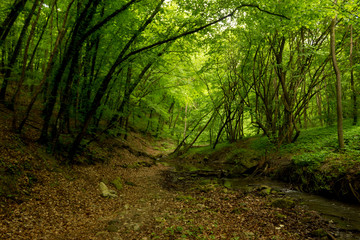 A small river deep in the green forests of Bulgaria in spring rainy day.