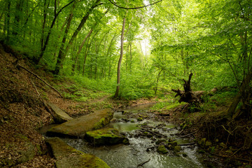 Fototapeta na wymiar A small river deep in the green forests of Bulgaria in spring rainy day.