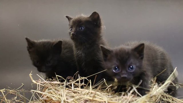 Three Black Kittens On A Hay.
