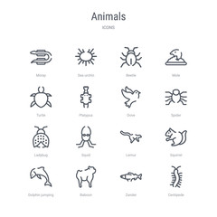 set of 16 animals concept vector line icons such as centipede, zander, baboon, dolphin jumping, squirrel, lemur, squid, ladybug. 64x64 thin stroke icons